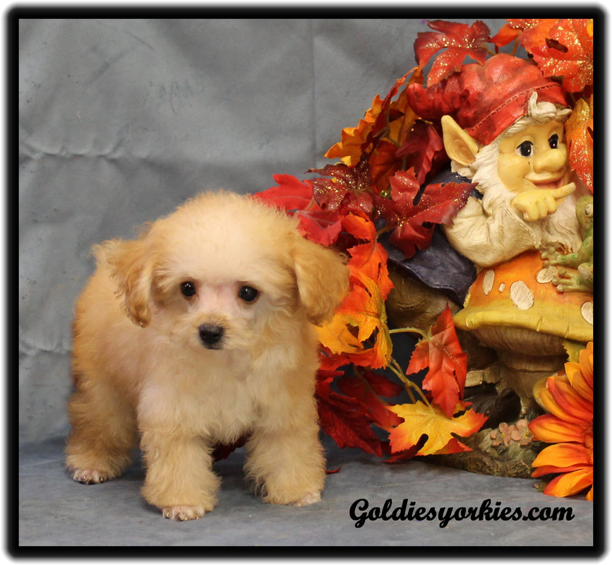 tiny toy poodle puppies for sale