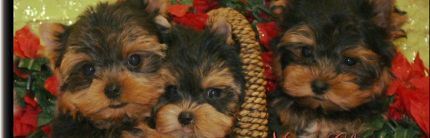 tiny yorkie puppies for sale